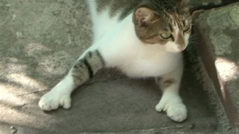 Meet the six-fingered cats of Ernest Hemingway - BBC News