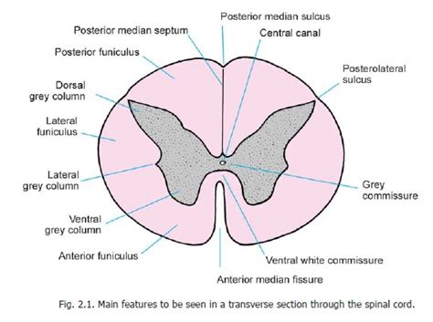 The Spinal Cord : Gross Anatomy and Some features of Internal Structure