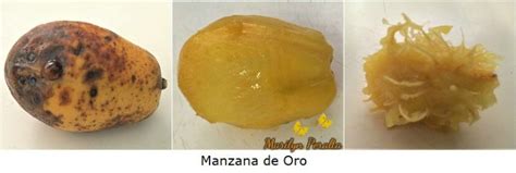 Manzana de Oro – Arboles y Flores en República Dominicana