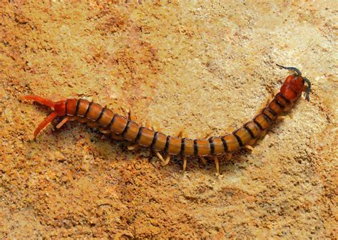 Myriapoda | Flickr