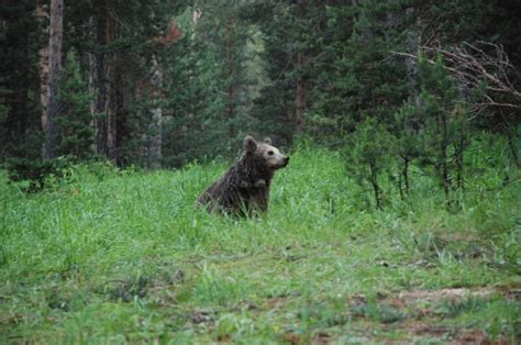 'Arkadaş': Brown bear migrates 1,033 kilometers in 141 days in Turkey ...