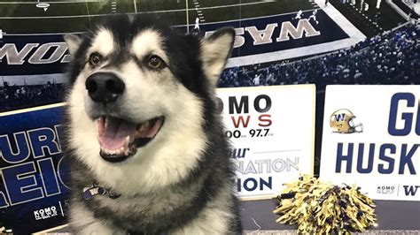 UW Husky mascot 'Dubs' to retire after 2018 football season | KOMO