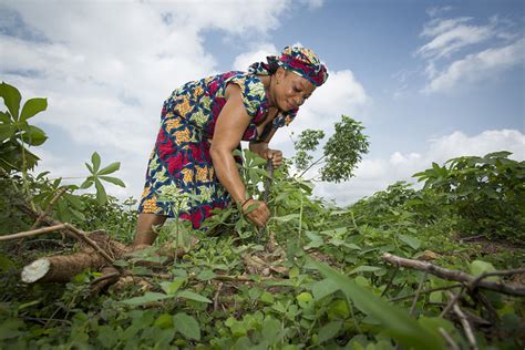 Why Agriculture in Nigeria is Important - The Borgen Project