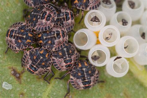 "Green Stink Bug Hatchlings And Empty Eggs On Leaf" by Stocksy ...