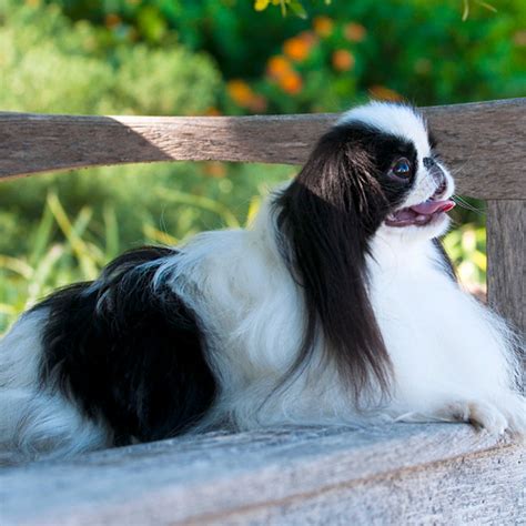 Japanese Chin grooming, bathing and care | Espree