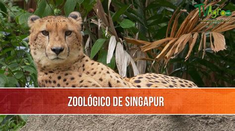 Zoologico de Singapur- TvAgro por Juan Gonzalo Angel Restrepo - YouTube