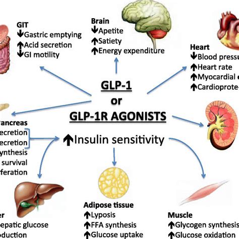 Glp 1 Agonist Side Effects - ScienceHUB