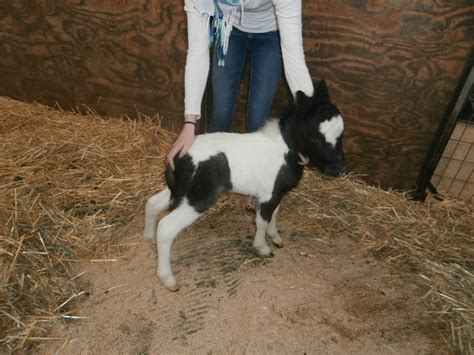 Miniature Foal Free Stock Photo - Public Domain Pictures