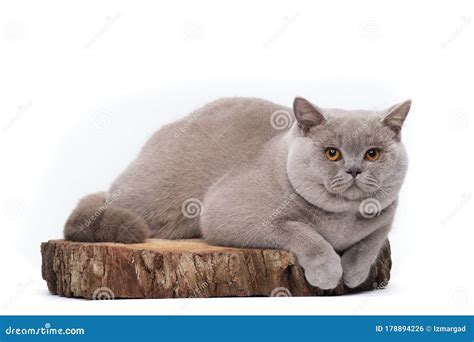 British Shorthair Lilac Cat Isolated on White Studio Background Stock Photo - Image of animal ...