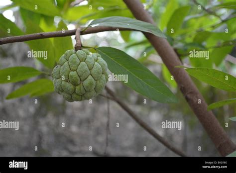 atis fruit Stock Photo - Alamy