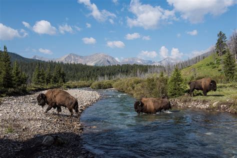 Bison in Banff | Banff, AB - Official Website