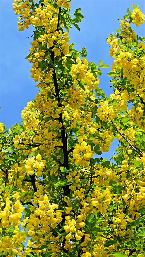 Image Yellow acacia Flowers Branches Flowering trees 1080x1920