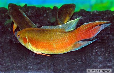 flame paradise gourami reg macropodus opercularis 'flame' | Freshwater aquarium fish, Tropical ...