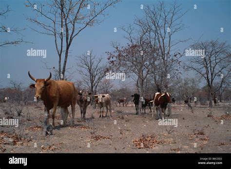 OVERGRAZING Stock Photo, Royalty Free Image: 22401598 - Alamy