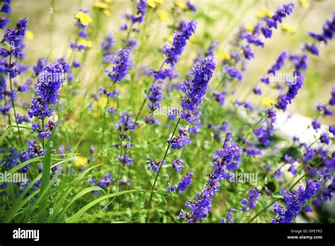 Wildflowers of Minnesota. Wildflowers Closeup. Nature Collection Stock ...