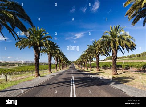 Australia, Barossa Valley, Seppeltsfield, country road with palm trees ...