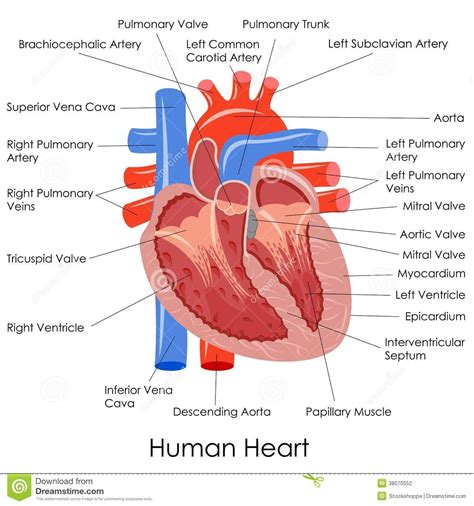 Download Human Heart Diagram In Marathi Pictures | Download DIagrams