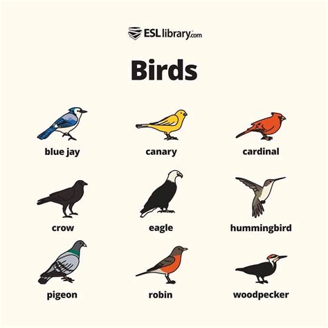 Which birds are common to see in your neighborhood? 🦅🕊️⠀ ⠀ Reposting ...