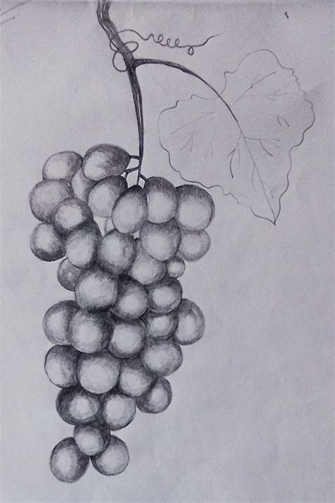 Grapes (Drawing by Ankit) in 2021 | Grape drawing, Drawings, Pencil drawings