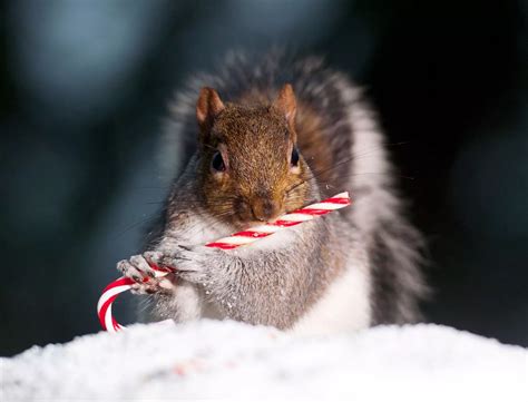 Squirrels at Christmas - Mirror Online