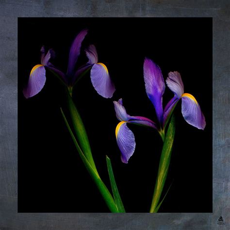 Ghost Flowers on Behance