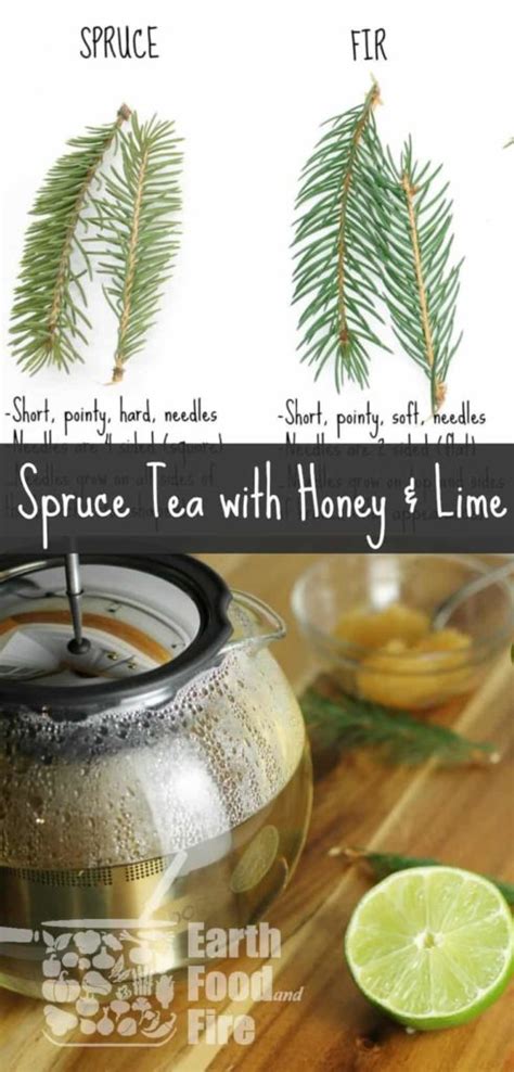 Spruce Tea with Honey & Lime - Earth, Food, and Fire