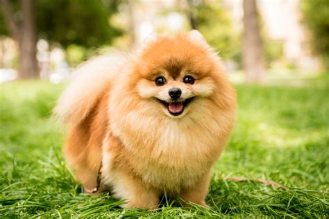 Chow Chow Pomeranian Mix: Your Guide To A Cute Hybrid dog