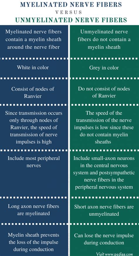 Difference Between Myelinated and Unmyelinated Nerve Fibers ...