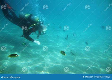 Diving in the Red Sea stock photo. Image of egypt, ocean - 14897064