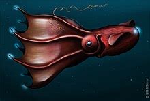 Vampire squid - Wikipedia