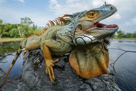 Iguana Facts: Habitat, Behavior, Diet