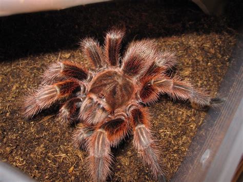 Chilean Rosehair Tarantula Care Sheet | DubiaRoaches.com – Dubia.com