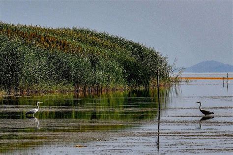 NORTH MACEDONIA-PRESPA LAKE-MIGRATING BIRDS