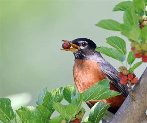 Red Robin Symbolism: Meanings and Significance Explained