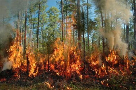 Tropical Ospreys: Why Developing Land Causes a Disruption in Natural ...