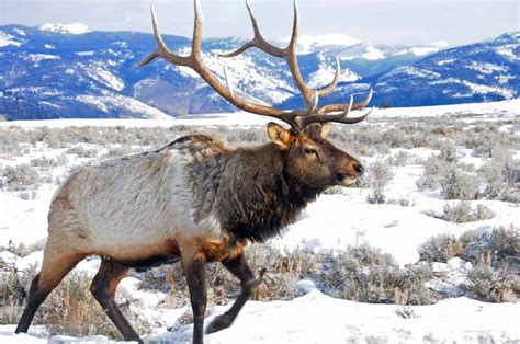 How Yellowstone's Wildlife Adapts to Winter