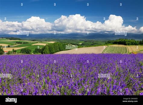 Lavender field in Shikisai no Oka Stock Photo - Alamy