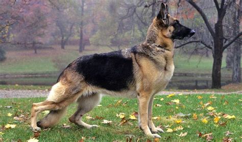 German Shepherds are the perfect family-friendly guard dog! Read more at our official blog Top 5 ...