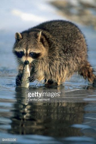 94450336-raccoon-eating-fish-in-water-uinta-national-gettyimages.jpg 338×506 pixels | Pet ...