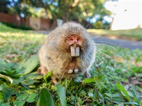 Adorable Common Mole-rat