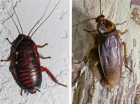 Palmetto Bug vs. Cockroach: Everything You Need to Know