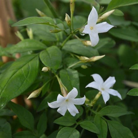 Épinglé sur plantes