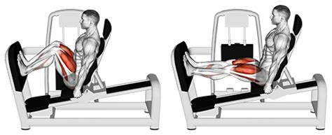 Exercise Database (Legs39) - Seated Machine Squats — Jase Stuart - The Better Body Coach