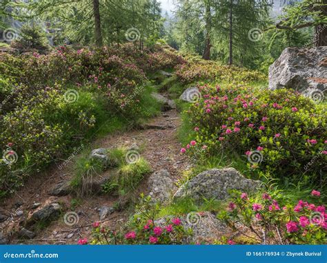 Alpine Hiking Trail with Flowering Alpine Rose Shrubs Stock Photo ...