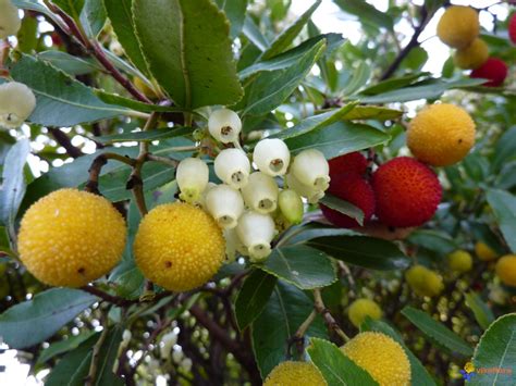 Arbutus Flower - Natural Beauty