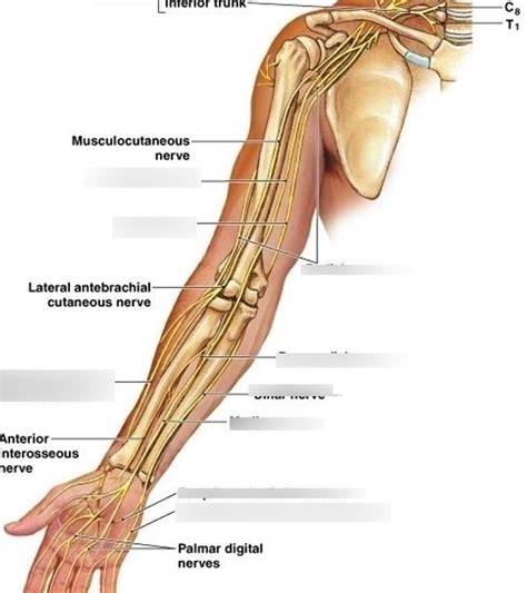 Arm Nerves Diagram | Quizlet