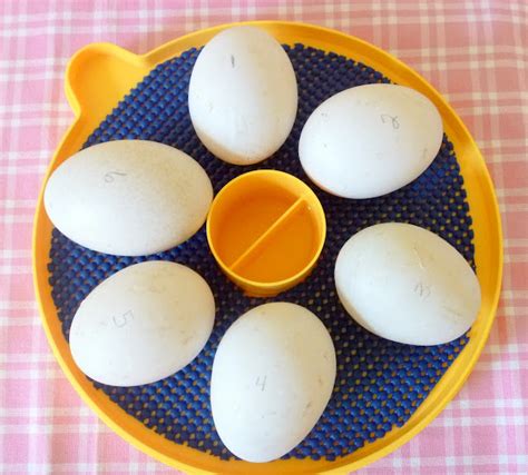 The Beginners Guide to Hatching Duck Eggs - Fresh Eggs Daily® with Lisa Steele