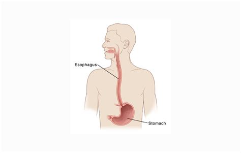 Esophagus : Definition, Structure and Functions - Science Shape