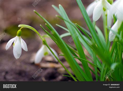 Spring Snowdrop Image & Photo (Free Trial) | Bigstock