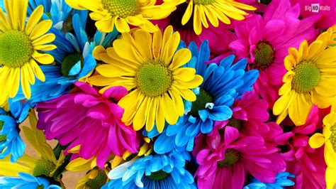 colorful gerbera daisy background - Clip Art Library